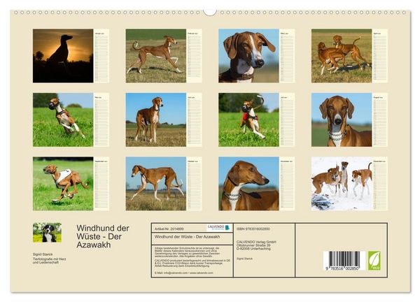 Produktbild: Windhund der W&uuml;ste - Der Azawakh (hochwertiger Premium Wandkalender 2026 DIN A2 quer), Kunstdruck in Hochglanz