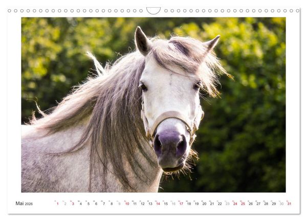 Produktbild: Der Pferdekalender (Wandkalender 2026 DIN A3 quer), CALVENDO Monatskalender