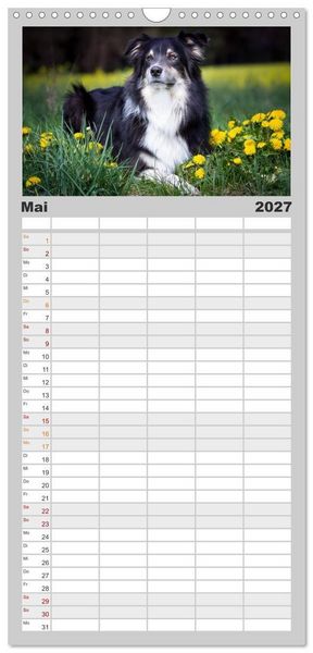 Produktbild: Familienplaner 2027 - Australian Shepherd - Traum auf vier Pfoten mit 5 Spalten (Wandkalender, 21 x 45 cm) CALVENDO