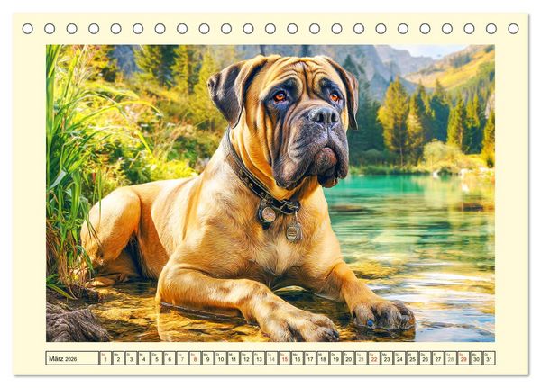 Produktbild: Bullmastiff im Portr&auml;t. Kraftvolle Hunde mit sanftem Wesen (Tischkalender 2026 DIN A5 quer), CALVENDO Monatskalender