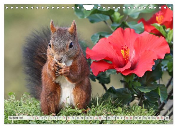 Produktbild: Besondere Augenblicke mit Eichh&ouml;rnchen (Wandkalender 2026 DIN A4 quer), CALVENDO Monatskalender