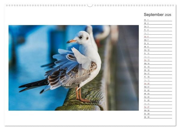 Produktbild: Zeit f&uuml;r Erholung - Insel Usedom / Geburtstagskalender (hochwertiger Premium Wandkalender 2026 DIN A2 quer), Kunstdruck in Hochglanz