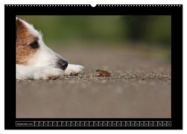 Produktbild: Parson Russell Terrier (hochwertiger Premium Wandkalender 2026 DIN A2 quer), Kunstdruck in Hochglanz