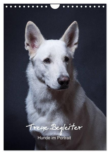 Produktbild: Treue Wegbegleiter, Hunde im Portrait. (Wandkalender 2026 DIN A4 hoch), CALVENDO Monatskalender