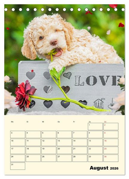 Produktbild: Jahresplaner Lagotto Romagnolo Welpen (Tischkalender 2026 DIN A5 hoch), CALVENDO Monatskalender