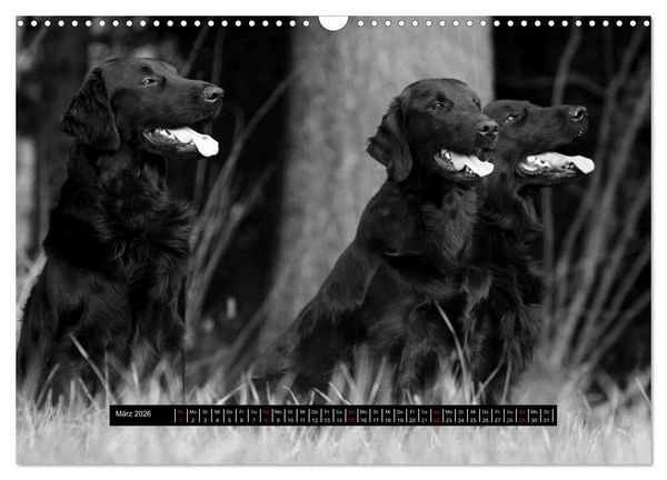 Produktbild: Flatcoated Retriever Black Edition (Wandkalender 2026 DIN A3 quer), CALVENDO Monatskalender
