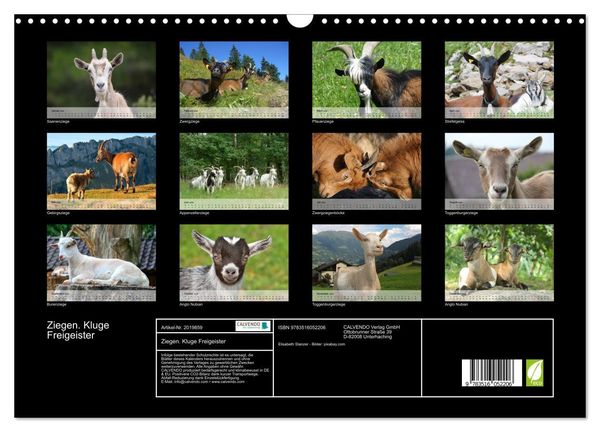 Produktbild: Ziegen. Kluge Freigeister (Wandkalender 2026 DIN A3 quer), CALVENDO Monatskalender