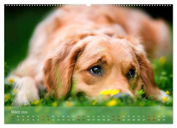 Produktbild: Retriever - Mit DIR hol ich die Sterne vom Himmel (Wandkalender 2026 DIN A2 quer), CALVENDO Monatskalender