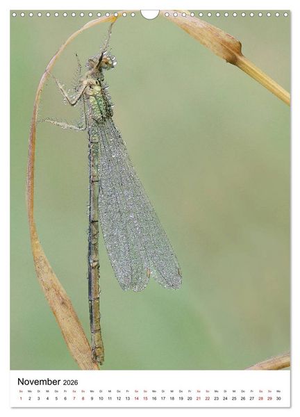 Produktbild: Insekten,Sch&ouml;nheiten der Natur (Wandkalender 2026 DIN A3 hoch), CALVENDO Monatskalender