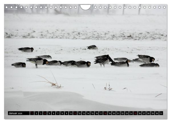 Produktbild: Gefiederte Sch&ouml;nheiten - Wildg&auml;nse in Norddeutschland (Wandkalender 2026 DIN A4 quer), CALVENDO Monatskalender