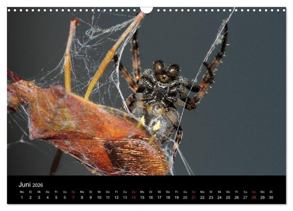 Produktbild: Unsere Spinnen - im Gespr&auml;ch (Wandkalender 2026 DIN A3 quer), CALVENDO Monatskalender