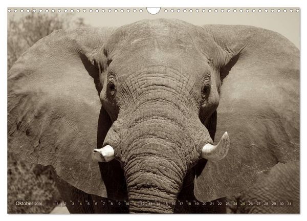 Produktbild: Botswana &ndash; Impressionen aus Afrika (Wandkalender 2026 DIN A3 quer), CALVENDO Monatskalender
