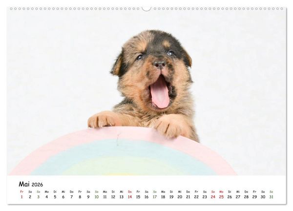 Produktbild: Baby Pfoten (hochwertiger Premium Wandkalender 2026 DIN A2 quer), Kunstdruck in Hochglanz