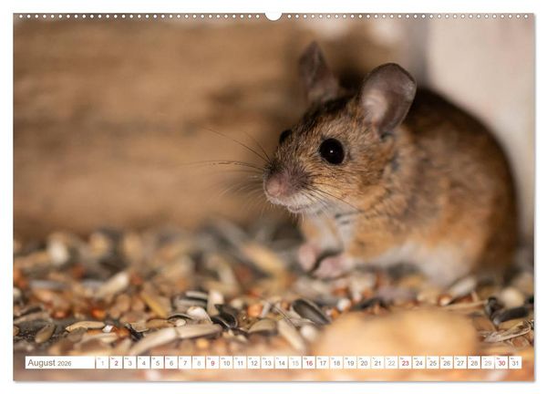 Produktbild: Die Maus im Vogelhaus (hochwertiger Premium Wandkalender 2026 DIN A2 quer), Kunstdruck in Hochglanz