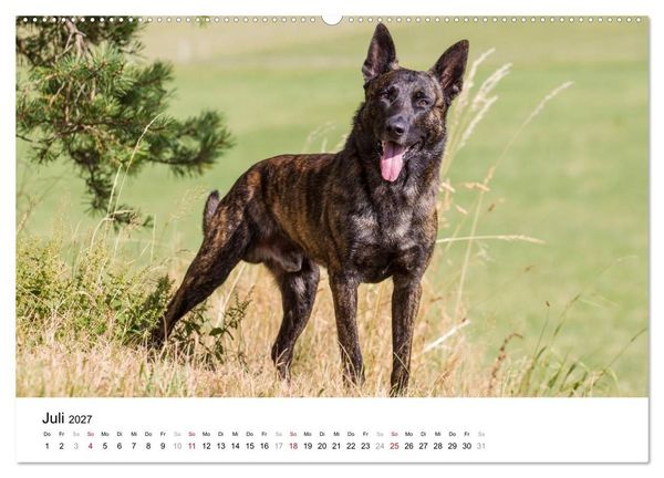 Produktbild: ausdrucksvolle Holl&auml;ndische Sch&auml;ferhunde (hochwertiger Premium Wandkalender 2027 DIN A2 quer), Kunstdruck in Hochglanz
