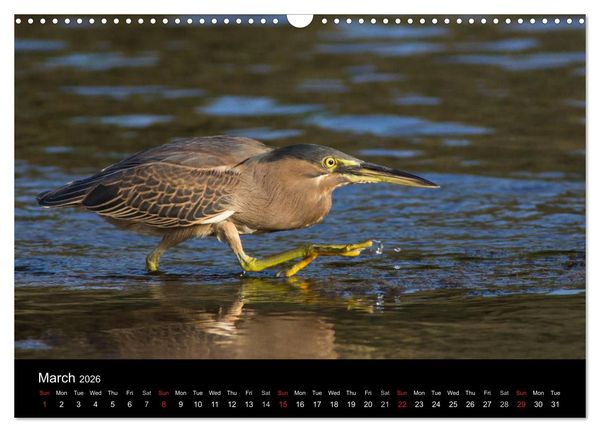Produktbild: World of Heron (Wall Calendar 2026 DIN A3 landscape), CALVENDO 12 Month Wall Calendar