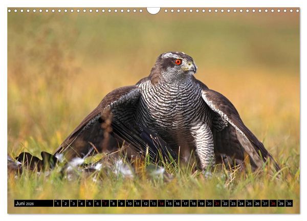 Produktbild: DER HABICHT, Des Falkners Allrounder (Wandkalender 2026 DIN A3 quer), CALVENDO Monatskalender