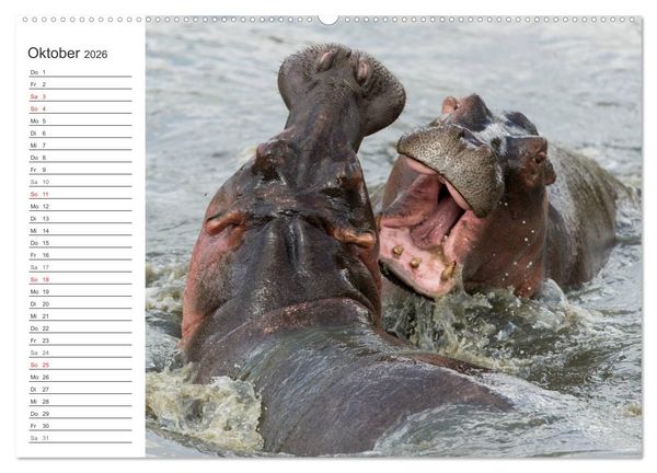 Produktbild: Emotionale Momente: Mein wildes Afrika (Wandkalender 2026 DIN A2 quer), CALVENDO Monatskalender