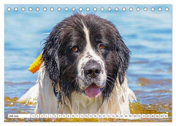 Produktbild: Landseer - Ein starker Freund auf 4 Pfoten (Tischkalender 2026 DIN A5 quer), CALVENDO Monatskalender