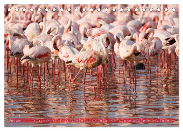 Produktbild: Flamingos am Lake Bogoria - Kenia (Tischkalender 2026 DIN A5 quer), CALVENDO Monatskalender