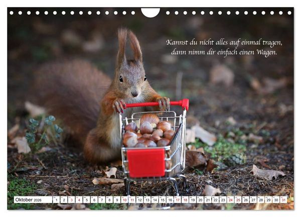 Produktbild: Tipps von Eichh&ouml;rnchen an Eichh&ouml;rnchenliebhaber (Wandkalender 2026 DIN A4 quer), CALVENDO Monatskalender