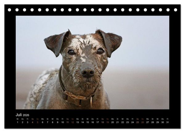 Produktbild: Die Parsons (Tischkalender 2026 DIN A5 quer), CALVENDO Monatskalender