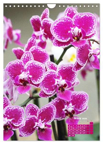 Produktbild: Traumhafte Orchideen (Wandkalender 2026 DIN A4 hoch), CALVENDO Monatskalender