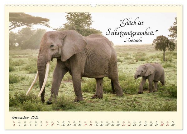 Produktbild: Gl&uuml;cksmomente Gl&uuml;cks-Zitate zu Fotos der gro&szlig;artigen s&uuml;dafrikanischen Tierwelt (hochwertiger Premium Wandkalender 2026 DIN A2 quer), Kunstdruck in Hochglanz