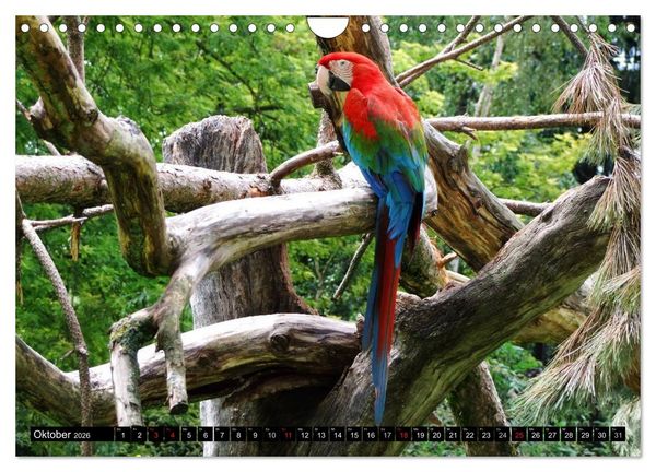 Produktbild: Papageien. Bunt, laut und klug (Wandkalender 2026 DIN A4 quer), CALVENDO Monatskalender
