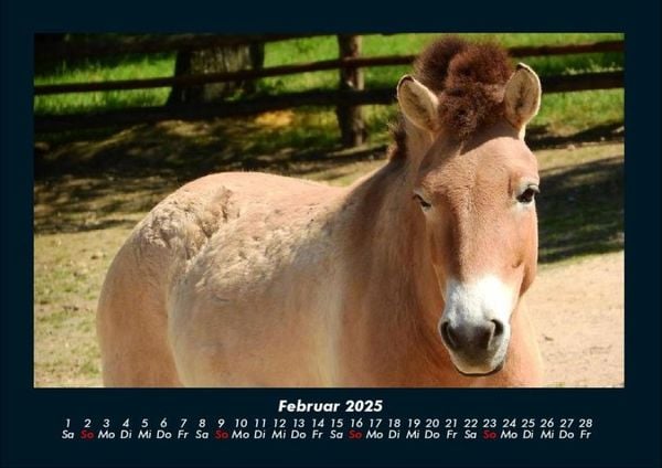 Produktbild: Pferde Kalender 2025 Fotokalender DIN A4