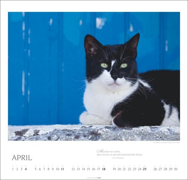 Produktbild: Katzen - Diven auf Samtpfoten Kalender 2027 - Diven auf Samtpfoten