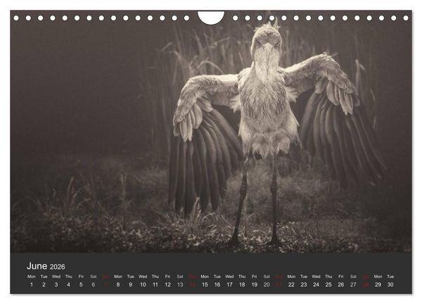 Produktbild: African Souls African animals with soul (Wall Calendar 2026 DIN A4 landscape), CALVENDO 12 Month Wall Calendar