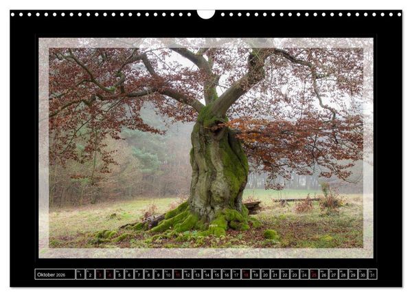 Produktbild: Zauberwald HALLOH (Wandkalender 2026 DIN A3 quer), CALVENDO Monatskalender