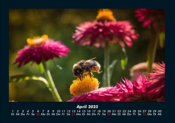 Produktbild: Blumenzauber 2025 Fotokalender DIN A4