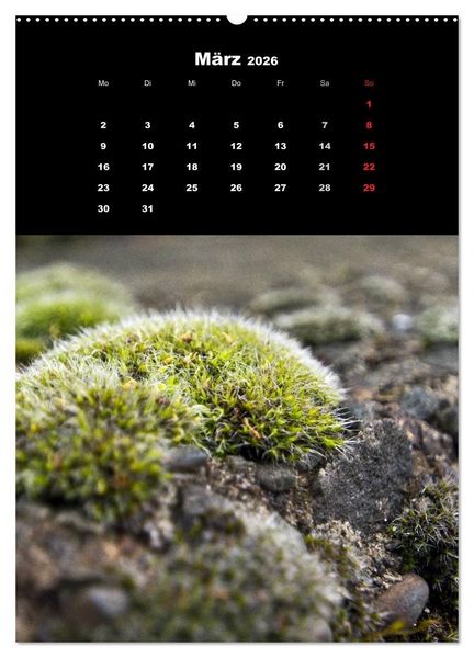 Produktbild: Die Welt der Moose. Ein Blick nach unten (Wandkalender 2026 DIN A2 hoch), CALVENDO Monatskalender