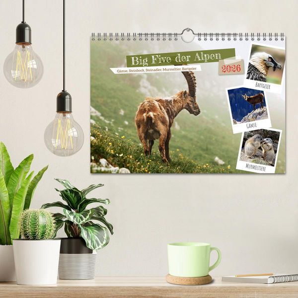 Produktbild: Big Five der Alpen G&auml;mse, Steinbock, Murmeltier, Steinadler, Bartgeier (Wandkalender 2026 DIN A4 quer), CALVENDO Monatskalender