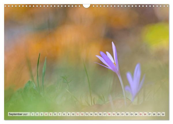 Produktbild: Wenn Bl&uuml;ten tr&auml;umen tanzt das Licht (Wandkalender 2027 DIN A3 quer), CALVENDO Monatskalender