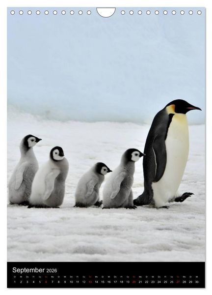 Produktbild: Pinguine - Wackeln im Thermo-Frack (Wandkalender 2026 DIN A4 hoch), CALVENDO Monatskalender