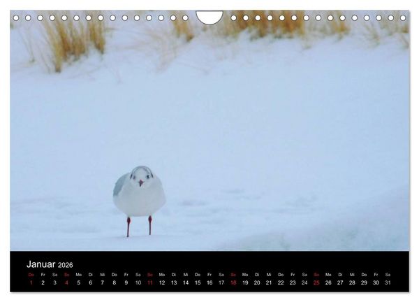 Produktbild: Die Ostsee - Ein Jahr am Meer (Wandkalender 2026 DIN A4 quer), CALVENDO Monatskalender