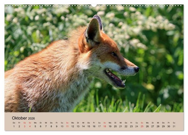 Produktbild: Der Fuchs. Bezaubernder Geselle (hochwertiger Premium Wandkalender 2026 DIN A2 quer), Kunstdruck in Hochglanz
