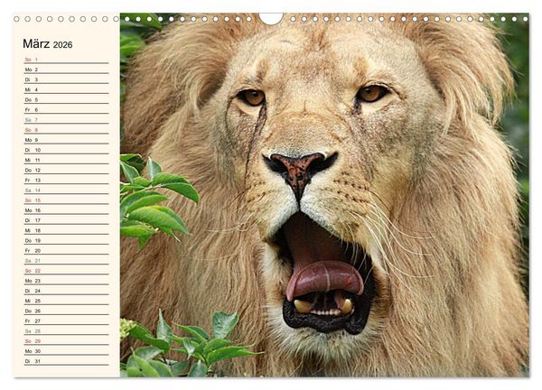 Produktbild: L&ouml;wen (Wandkalender 2026 DIN A3 quer), CALVENDO Monatskalender
