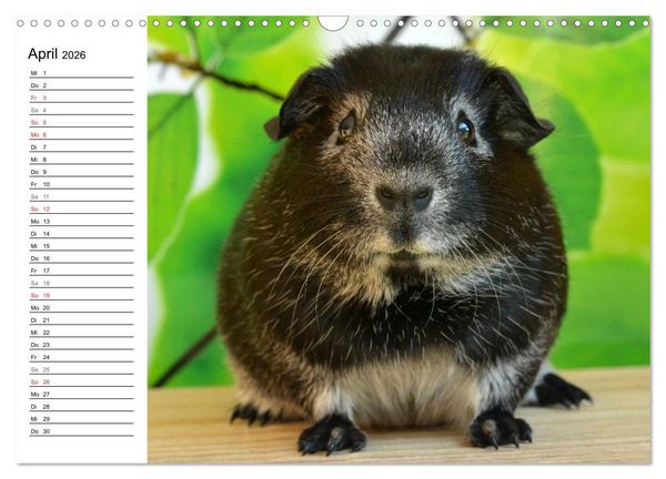 Produktbild: Meerschweinchen Niedliche Herzensbrecher (Wandkalender 2026 DIN A3 quer), CALVENDO Monatskalender