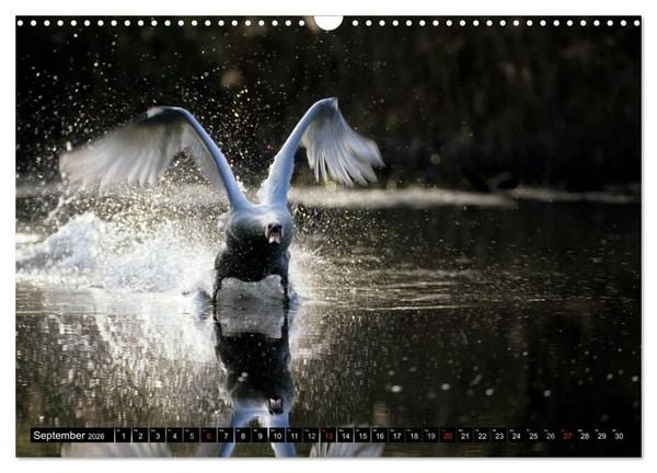 Produktbild: SCHW&Auml;NE. (Wandkalender 2026 DIN A3 quer), CALVENDO Monatskalender