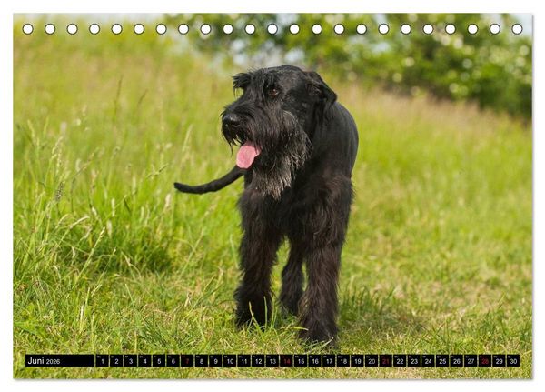 Produktbild: Treuer Freund Riesenschnauzer (Tischkalender 2026 DIN A5 quer), CALVENDO Monatskalender