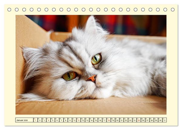 Produktbild: Edle Perserkatzen. Leises Schnurren in Haus und Garten (Tischkalender 2026 DIN A5 quer), CALVENDO Monatskalender