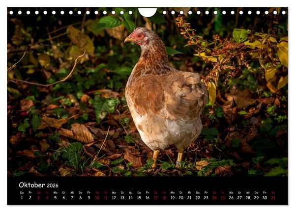 Produktbild: Neues von den Gartenh&uuml;hnern (Wandkalender 2026 DIN A4 quer), CALVENDO Monatskalender