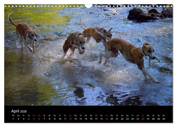 Produktbild: Whippets in Aktion (Wandkalender 2026 DIN A3 quer), CALVENDO Monatskalender