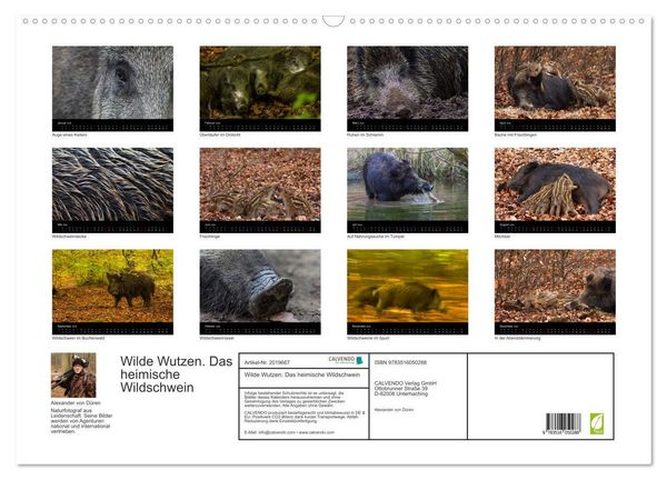 Produktbild: Wilde Wutzen. Das heimische Wildschwein (Wandkalender 2026 DIN A2 quer), CALVENDO Monatskalender