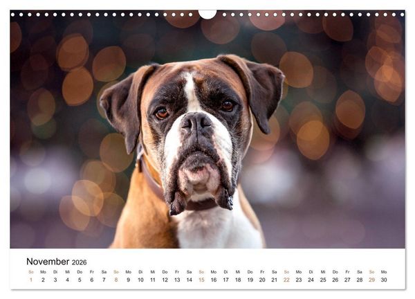 Produktbild: Deutscher Boxer (Wandkalender 2026 DIN A3 quer), CALVENDO Monatskalender