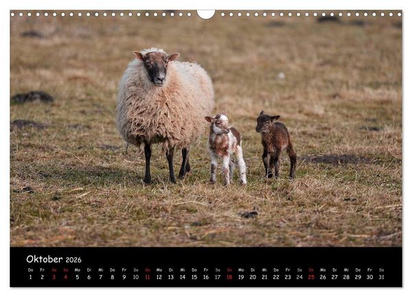 Produktbild: Schafe und L&auml;mmer (Wandkalender 2026 DIN A3 quer), CALVENDO Monatskalender